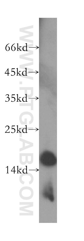 WB analysis of Jurkat using 16735-1-AP