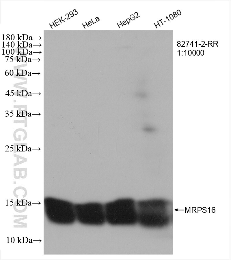 Western Blot (WB) analysis of various lysates using MRPS16 Recombinant antibody (82741-2-RR)