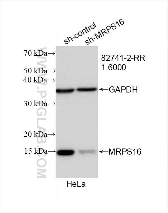 MRPS16