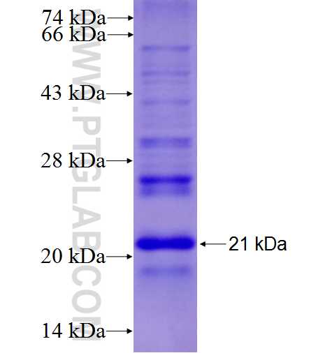MRPS16 fusion protein Ag9950 SDS-PAGE
