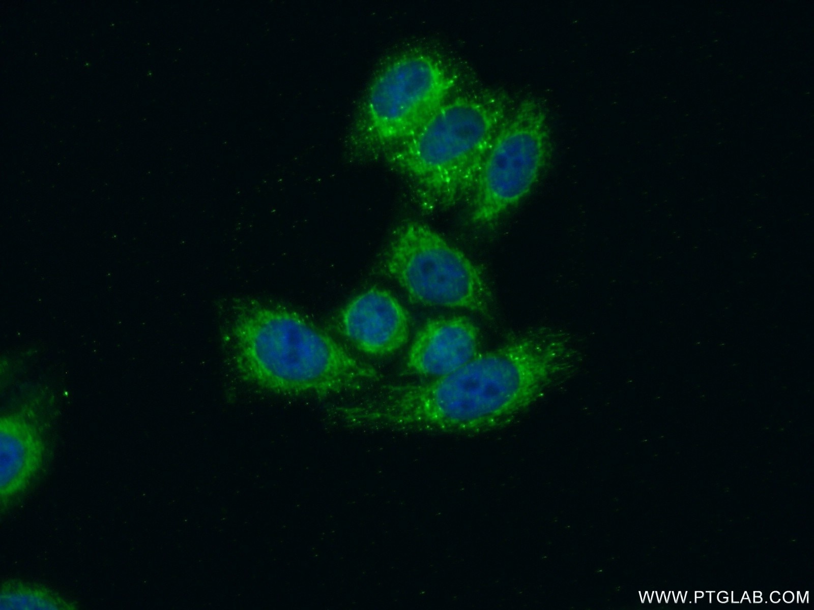 Immunofluorescence (IF) / fluorescent staining of HepG2 cells using MRPS17 Polyclonal antibody (18881-1-AP)