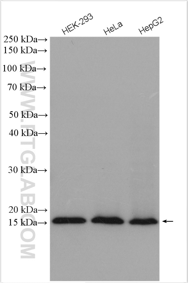 Western Blot (WB) analysis of various lysates using MRPS17 Polyclonal antibody (18881-1-AP)