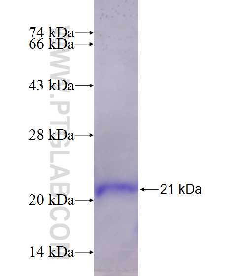 MRPS17 fusion protein Ag13414 SDS-PAGE