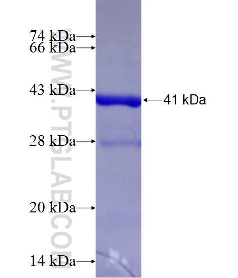 MRPS17 fusion protein Ag13419 SDS-PAGE