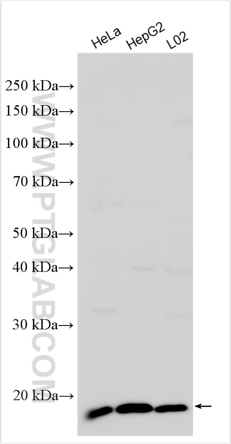 Western Blot (WB) analysis of various lysates using MRPS18A Polyclonal antibody (16235-1-AP)