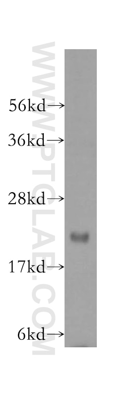 Western Blot (WB) analysis of HepG2 cells using MRPS18A Polyclonal antibody (16235-1-AP)