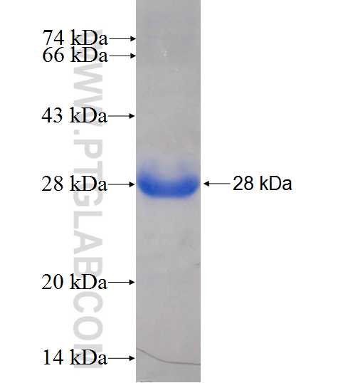 MRPS18A fusion protein Ag8981 SDS-PAGE