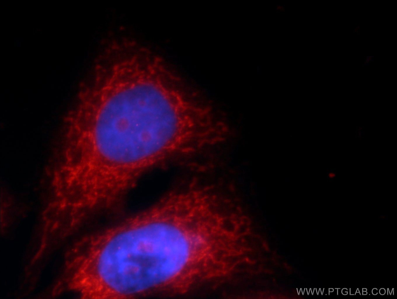 Immunofluorescence (IF) / fluorescent staining of HepG2 cells using MRPS18B Polyclonal antibody (16139-1-AP)