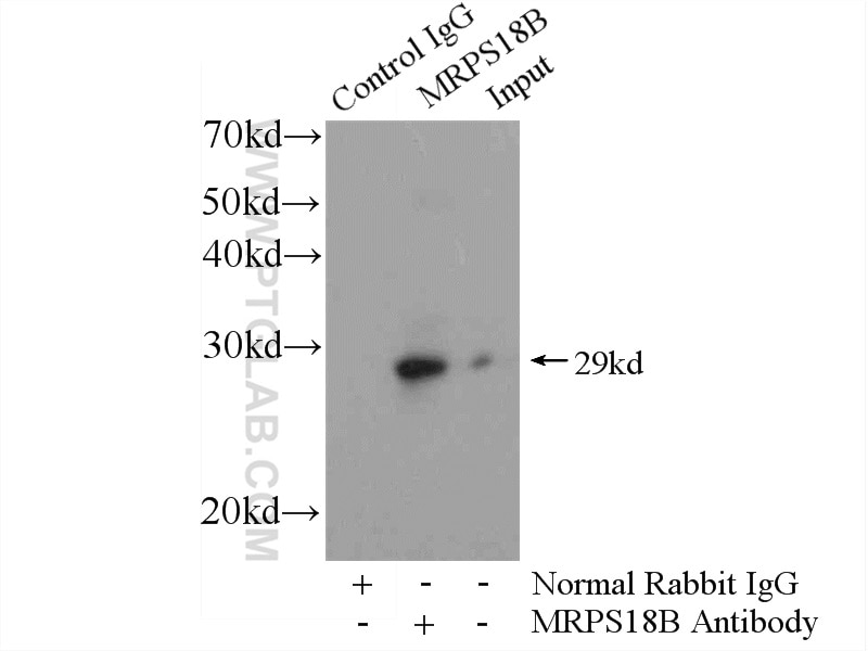 Immunoprecipitation (IP) experiment of HeLa cells using MRPS18B Polyclonal antibody (16139-1-AP)