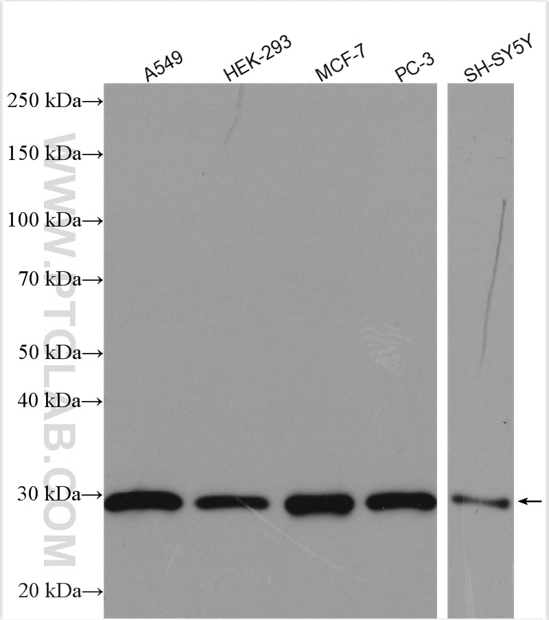 Western Blot (WB) analysis of various lysates using MRPS18B Polyclonal antibody (16139-1-AP)