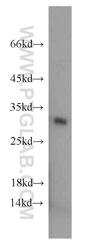 Western Blot (WB) analysis of mouse liver tissue using MRPS18B Polyclonal antibody (16139-1-AP)