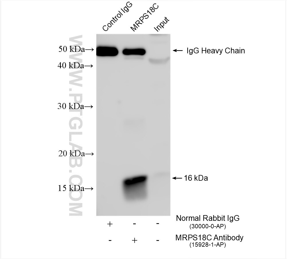 Immunoprecipitation (IP) experiment of HepG2 cells using MRPS18C Polyclonal antibody (15928-1-AP)