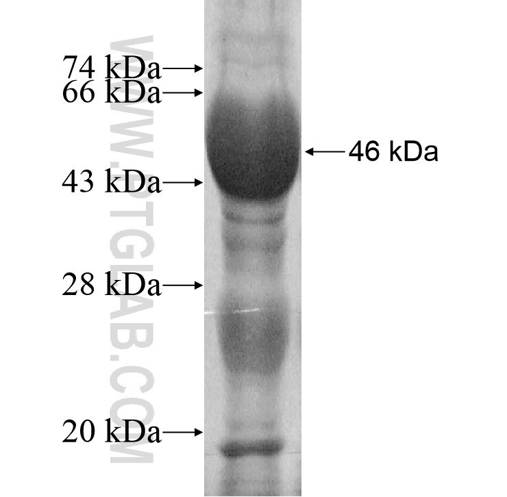 MRPS18C fusion protein Ag8771 SDS-PAGE