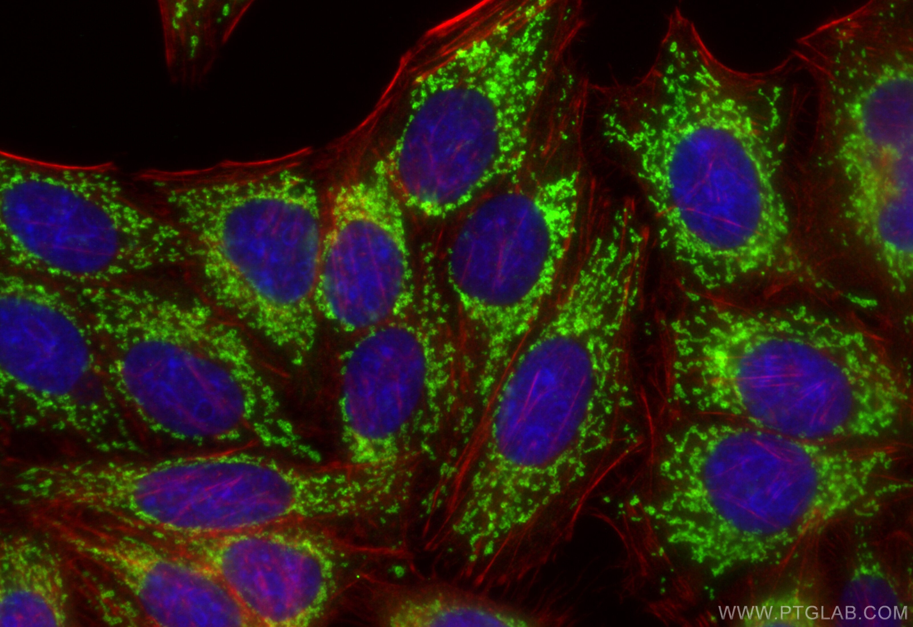 Immunofluorescence (IF) / fluorescent staining of HepG2 cells using MRPS2 Polyclonal antibody (15907-1-AP)