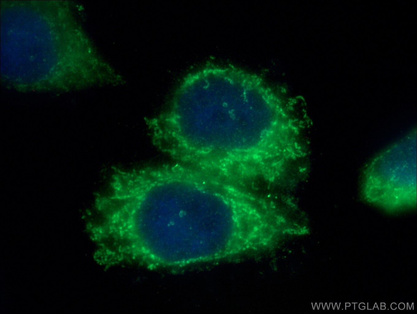 Immunofluorescence (IF) / fluorescent staining of HepG2 cells using MRPS21 Polyclonal antibody (16359-1-AP)