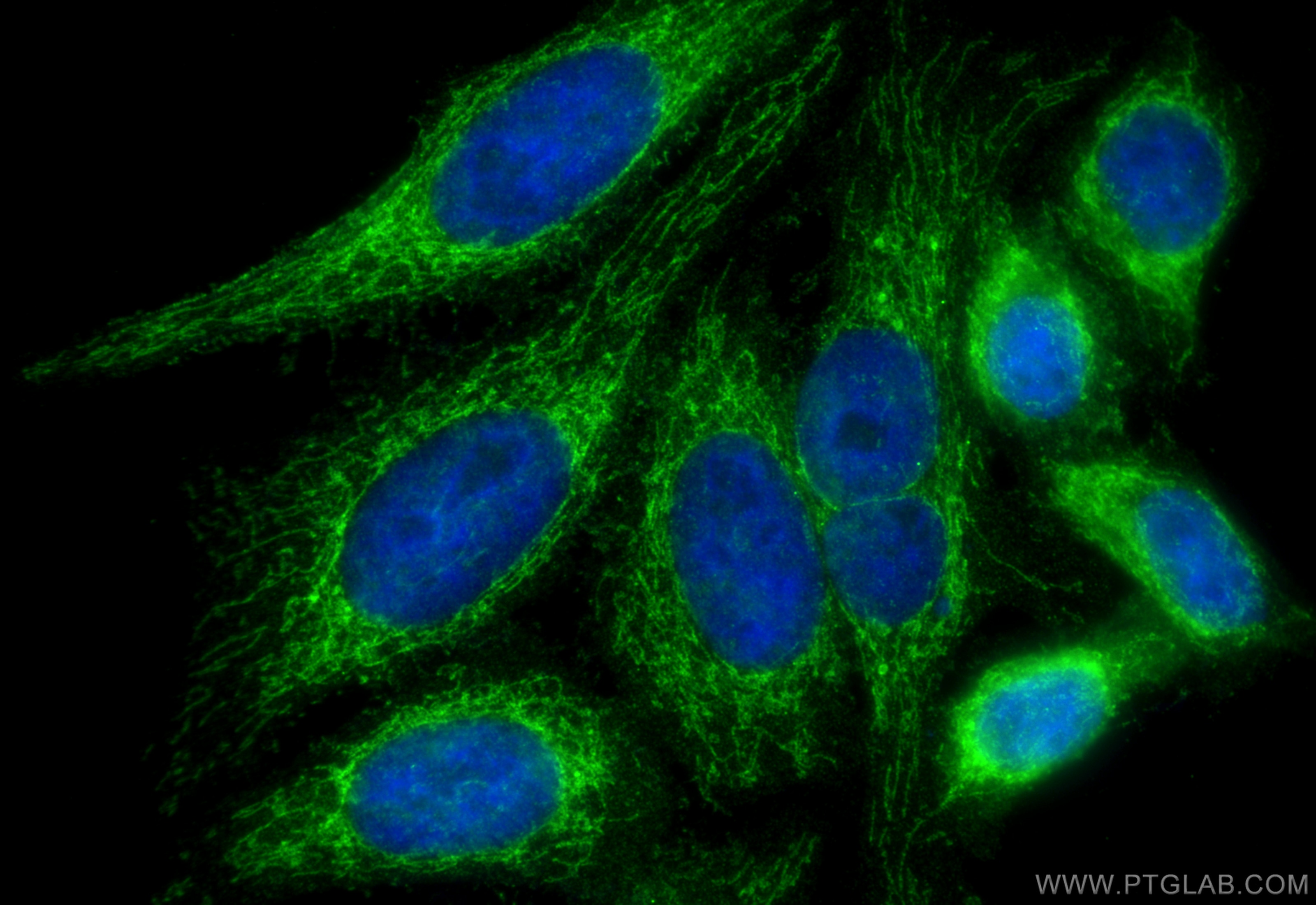 Immunofluorescence (IF) / fluorescent staining of HepG2 cells using MRPS21 Polyclonal antibody (16359-1-AP)