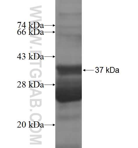MRPS21 fusion protein Ag8343 SDS-PAGE
