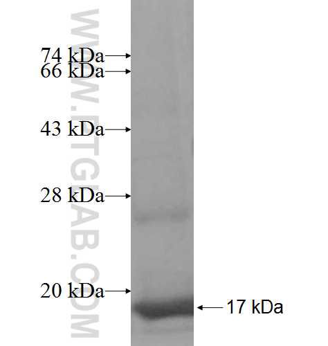 MRPS21 fusion protein Ag8458 SDS-PAGE