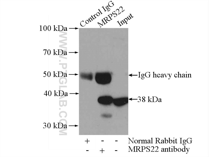 Immunoprecipitation (IP) experiment of Jurkat cells using MRPS22 Polyclonal antibody (10984-1-AP)