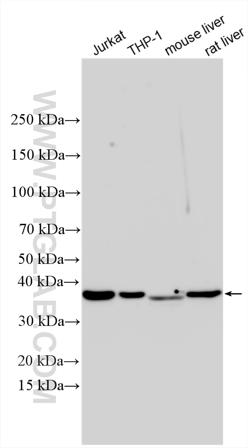 Western Blot (WB) analysis of various lysates using MRPS22 Polyclonal antibody (10984-1-AP)