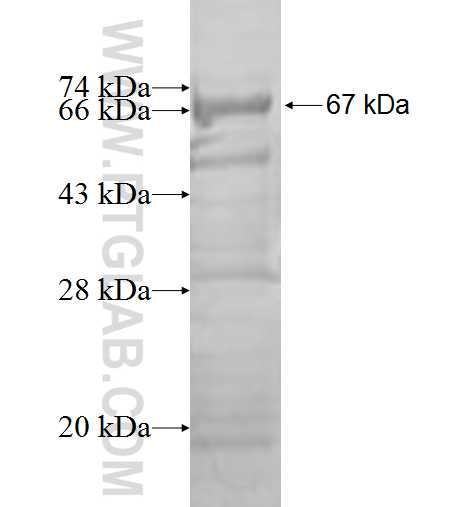 MRPS22 fusion protein Ag1421 SDS-PAGE