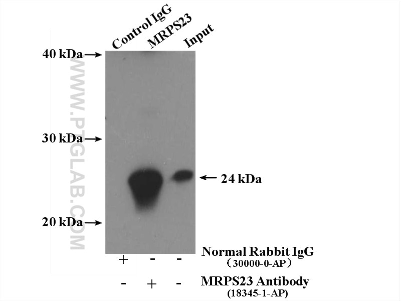 Immunoprecipitation (IP) experiment of HeLa cells using MRPS23 Polyclonal antibody (18345-1-AP)
