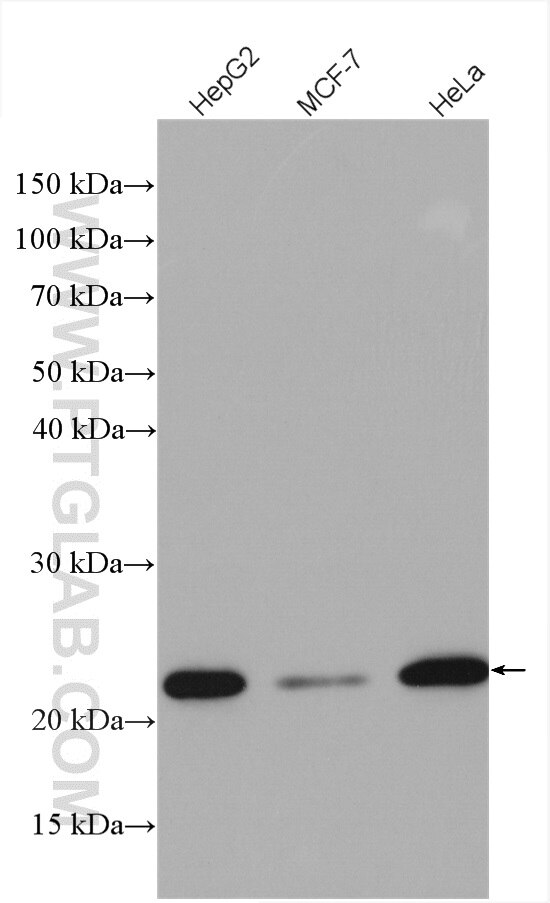 Western Blot (WB) analysis of various lysates using MRPS23 Polyclonal antibody (18345-1-AP)