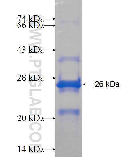 MRPS23 fusion protein Ag13144 SDS-PAGE