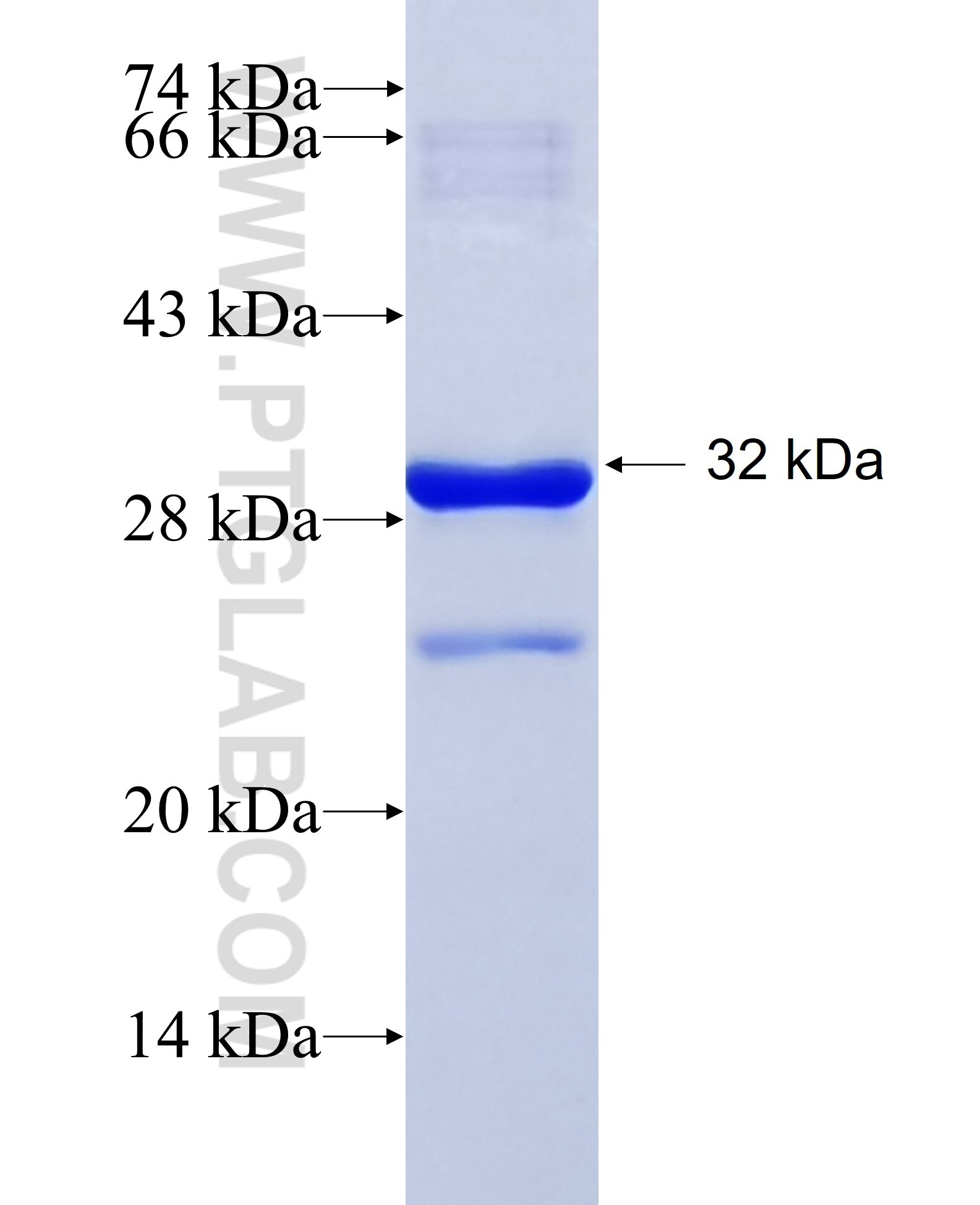 MRPS23 fusion protein Ag13144 SDS-PAGE