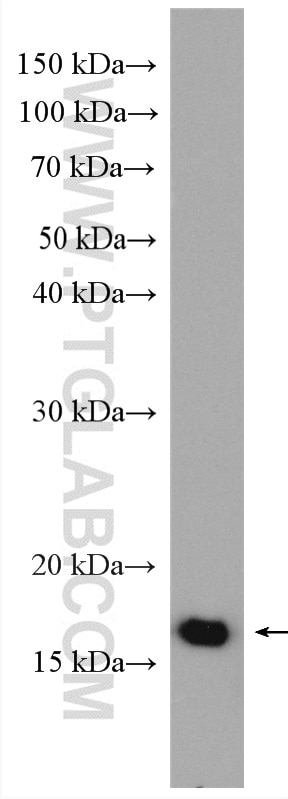 WB analysis of HepG2 using 16213-1-AP