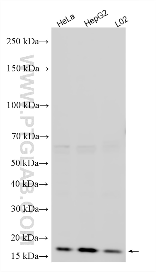 Western Blot (WB) analysis of various lysates using MRPS24 Polyclonal antibody (16213-1-AP)