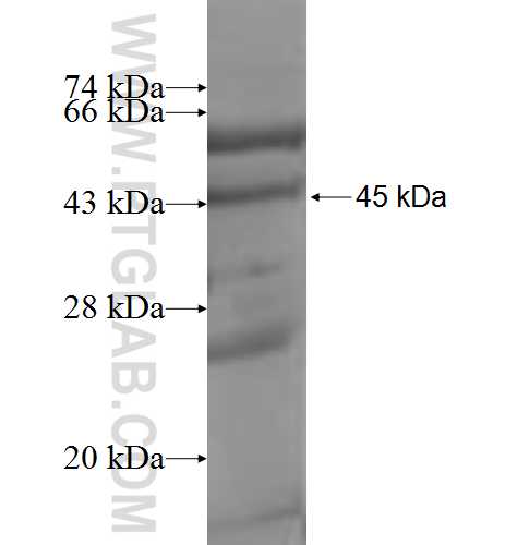 MRPS24 fusion protein Ag9211 SDS-PAGE