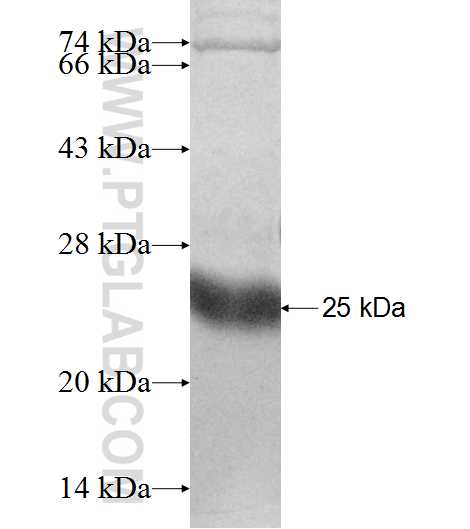 MRPS24 fusion protein Ag9324 SDS-PAGE