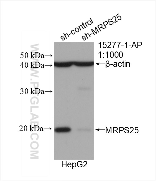 Western Blot (WB) analysis of HepG2 cells using MRPS25 Polyclonal antibody (15277-1-AP)