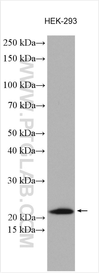 Western Blot (WB) analysis of various lysates using MRPS25 Polyclonal antibody (15277-1-AP)