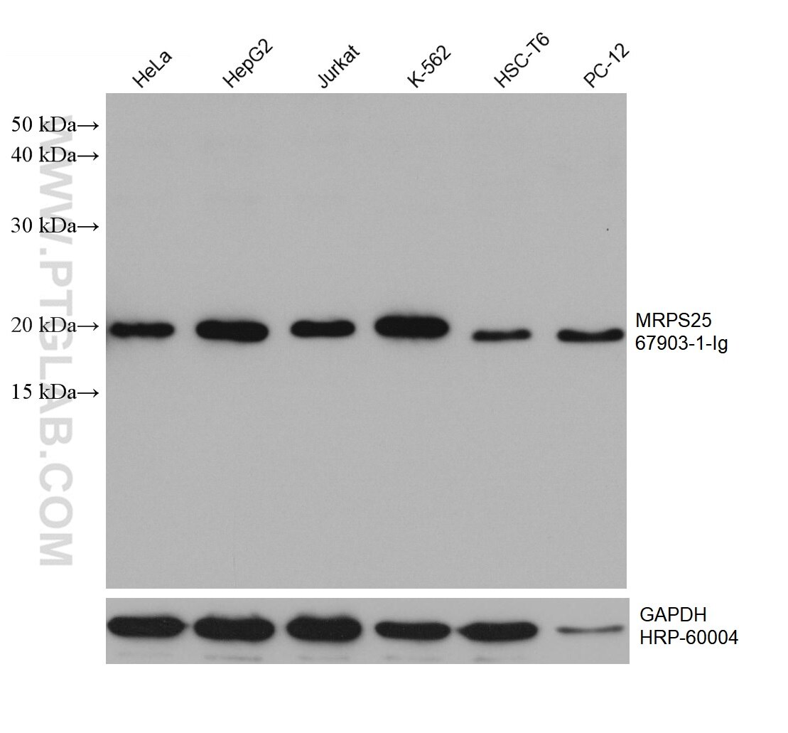 Western Blot (WB) analysis of various lysates using MRPS25 Monoclonal antibody (67903-1-Ig)