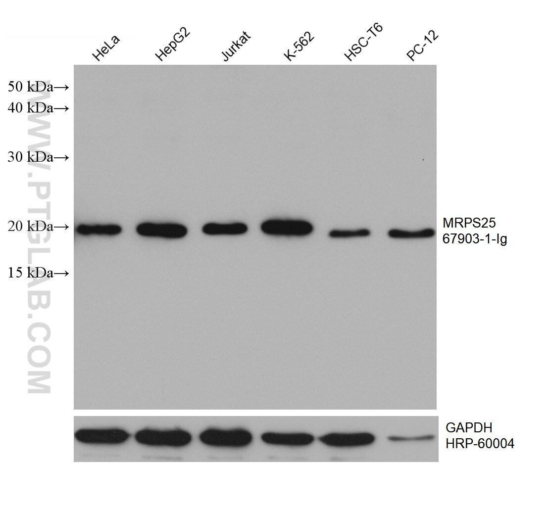 WB analysis using 67903-1-Ig