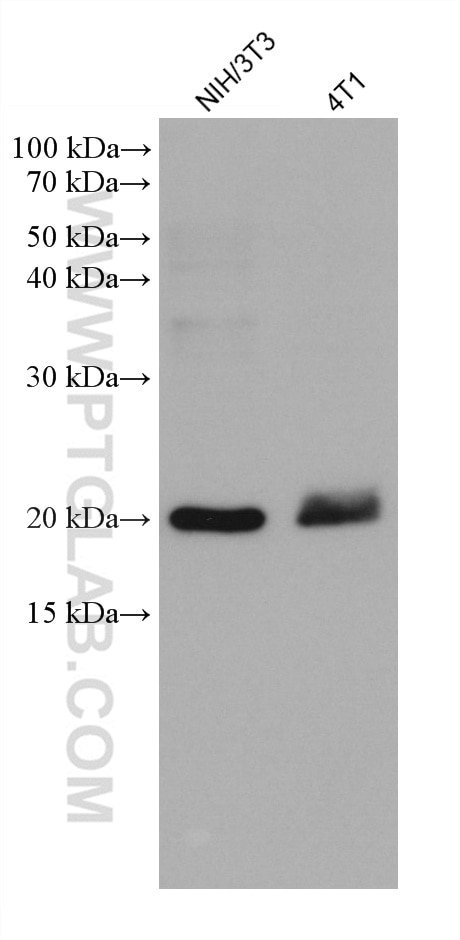 Western Blot (WB) analysis of various lysates using MRPS25 Monoclonal antibody (67903-1-Ig)