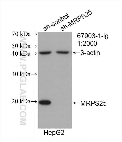 Western Blot (WB) analysis of HepG2 cells using MRPS25 Monoclonal antibody (67903-1-Ig)