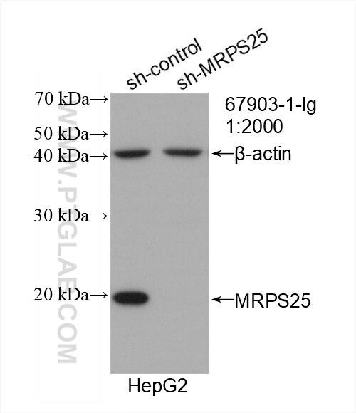 WB analysis of HepG2 using 67903-1-Ig