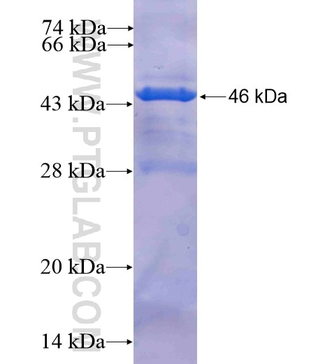 MRPS25 fusion protein Ag7395 SDS-PAGE