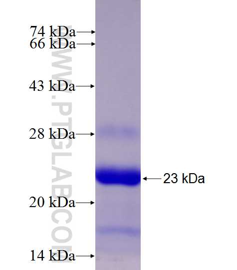 MRPS25 fusion protein Ag7846 SDS-PAGE