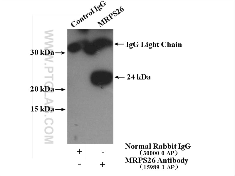 Immunoprecipitation (IP) experiment of HepG2 cells using MRPS26 Polyclonal antibody (15989-1-AP)