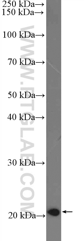 Western Blot (WB) analysis of mouse brain tissue using MRPS26 Polyclonal antibody (15989-1-AP)