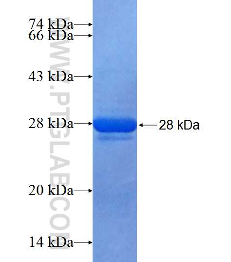 MRPS26 fusion protein Ag9221 SDS-PAGE