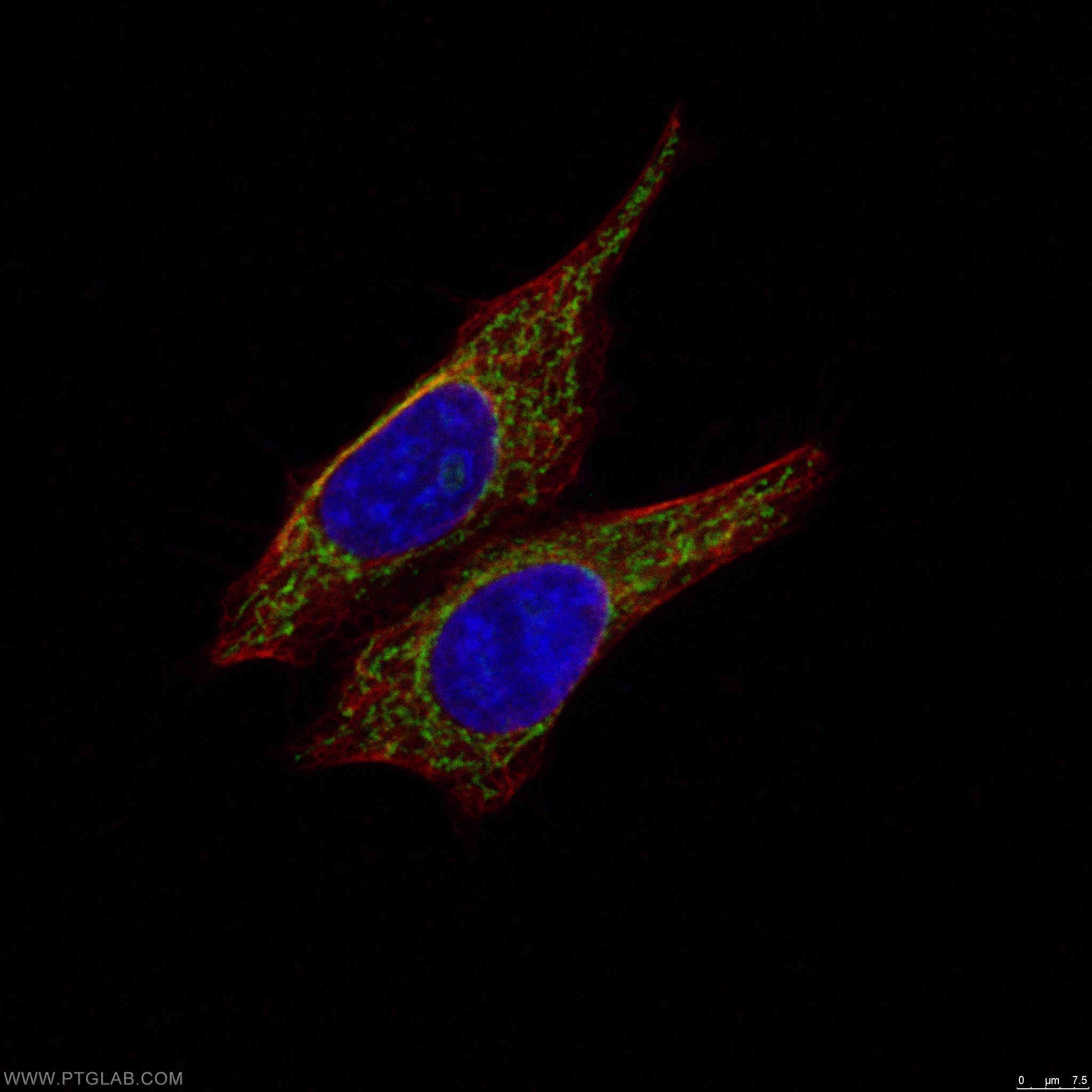 Immunofluorescence (IF) / fluorescent staining of HepG2 cells using MRPS27 Polyclonal antibody (17280-1-AP)