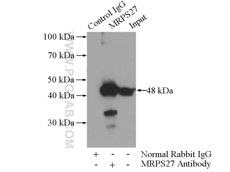 Immunoprecipitation (IP) experiment of A431 cells using MRPS27 Polyclonal antibody (17280-1-AP)