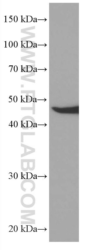 Western Blot (WB) analysis of HeLa cells using MRPS27 Monoclonal antibody (66724-1-Ig)
