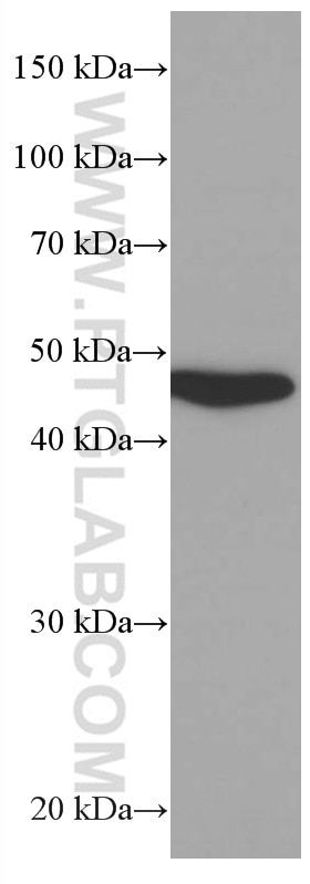 Western Blot (WB) analysis of A431 cells using MRPS27 Monoclonal antibody (66724-1-Ig)