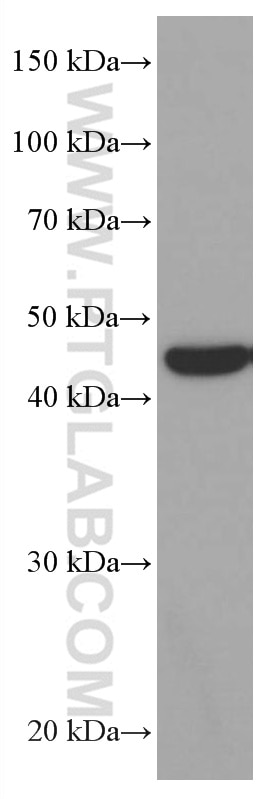 Western Blot (WB) analysis of HepG2 cells using MRPS27 Monoclonal antibody (66724-1-Ig)